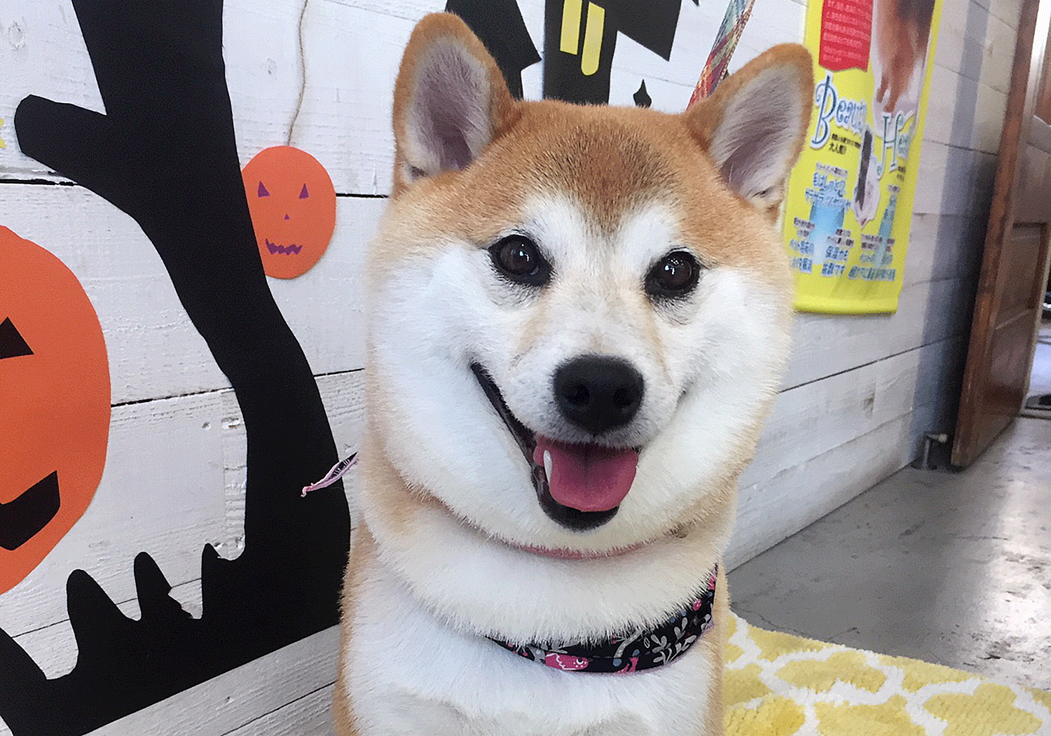 モモちゃんアイキャッチ