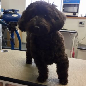 よろしくミックス