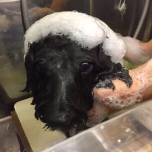 シャンプーミックス