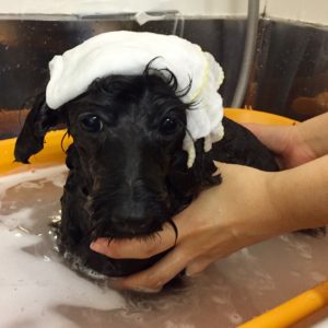 お風呂ミックス