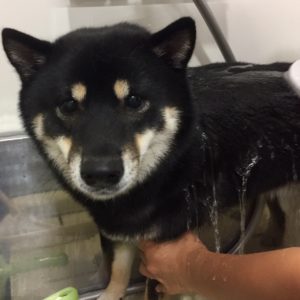 シャンプーしば