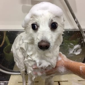 シャンプースピッツ