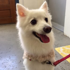 仕上がりスピッツ