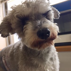 よろしくMシュナ