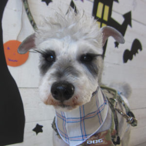 仕上がりMシュナ