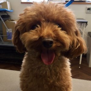 よろしくトイプー