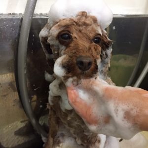 シャンプートイプー