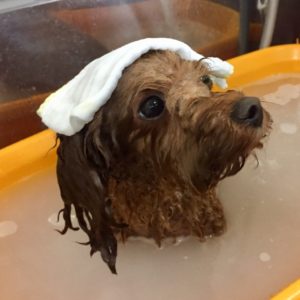 お風呂トイプー