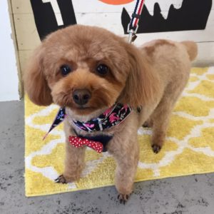 仕上がりトイプー