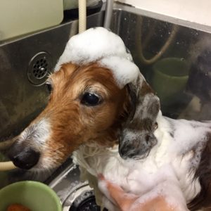 シャンプーダックス