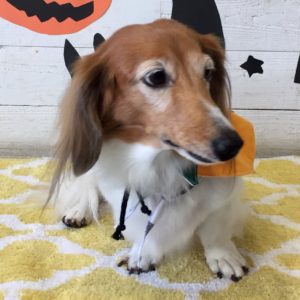 仕上がりダックス