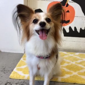 仕上がりパピヨン