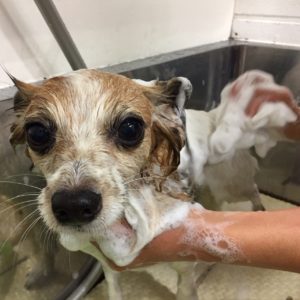 シャンプーパピヨン