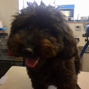 よろしくトイプー