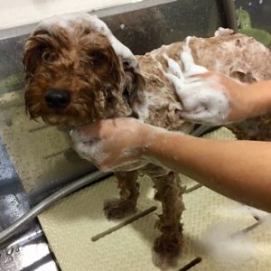 シャンプートイプー