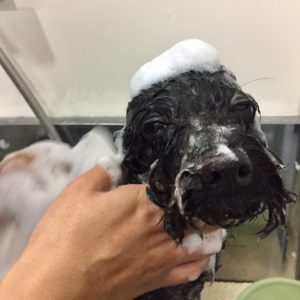 シャンプートイプー