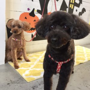 仕上がりトイプー