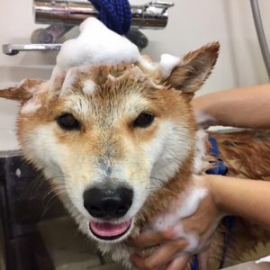 シャンプーしば