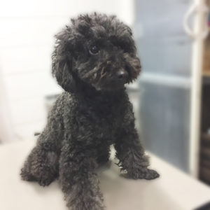 よろしくトイプー