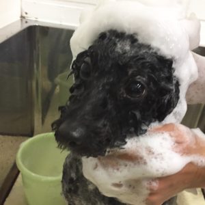 シャンプートイプー