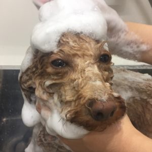 シャンプートイプー