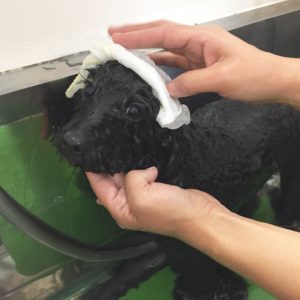 お風呂トイプー