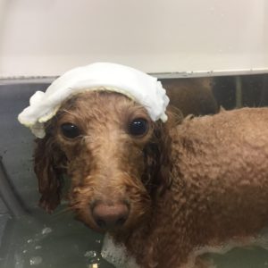 お風呂トイプー