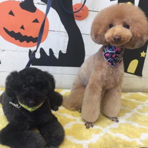 仕上がりトイプー