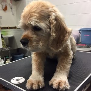 よろしくAコッカー