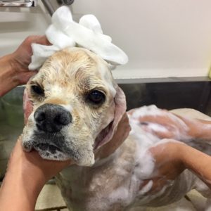 シャンプーAコッカー