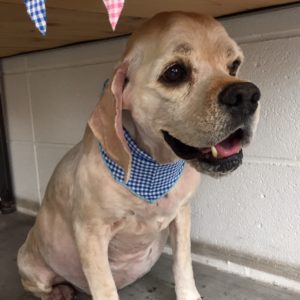 仕上がりAコッカー