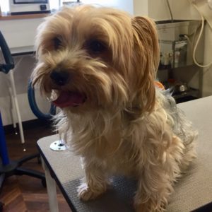 よろしくヨーキー