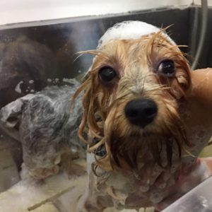 シャンプーヨーキー