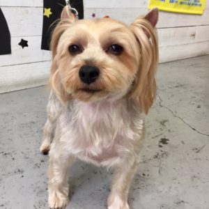 仕上がりヨーキー