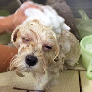 シャンプーミックス