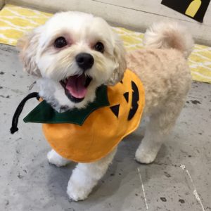 仕上がりミックス