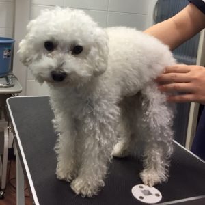 よろしくトイプー