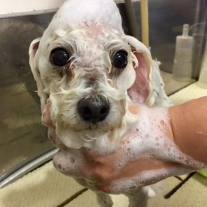 シャンプートイプー