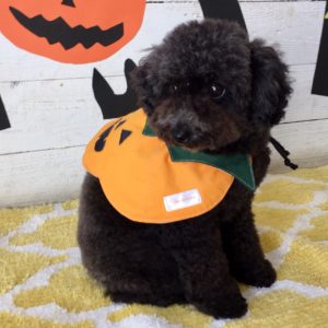 仕上がりトイプー