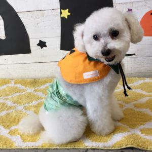 仕上がりトイプー