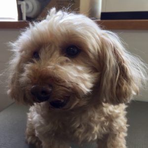 よろしくミックス