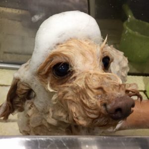 シャンプーミックス