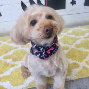 仕上がりミックス