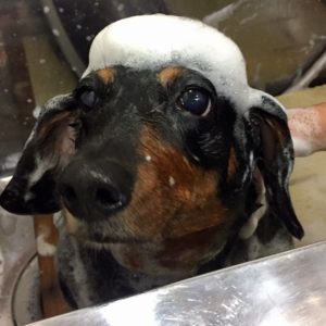 シャンプーダックス