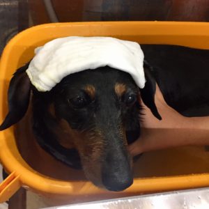 お風呂ダックス