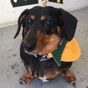 仕上がりダックス