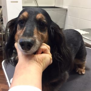 よろしくダックス