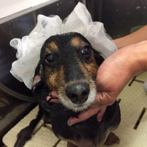 シャンプーダックス