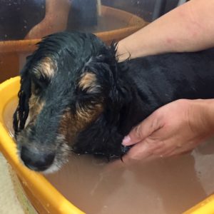 お風呂ダックス