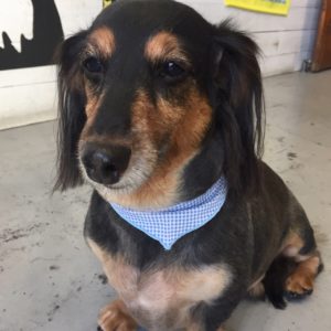 仕上がりダックス